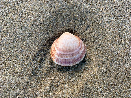 Free Shell Mollusk photo and picture