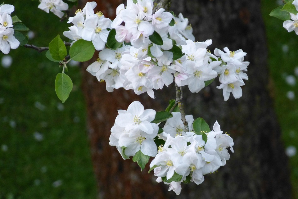Apple Tree Blossom Spring Free photo on Pixabay