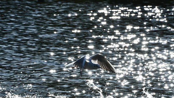 Free Bird Seagull photo and picture