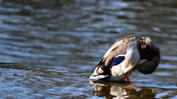 Free Duck Bird photo and picture