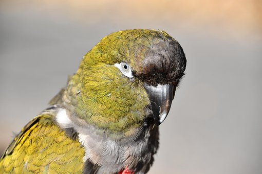 Free Parrot Bird photo and picture