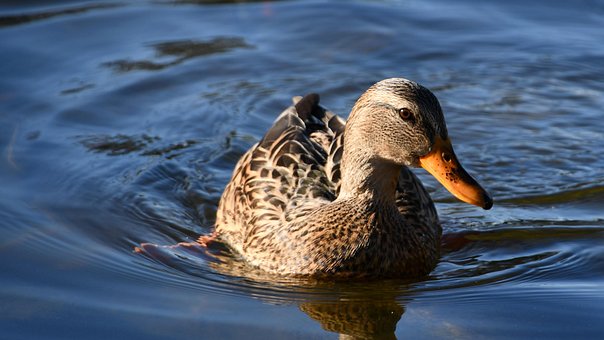 Free Duck Bird photo and picture