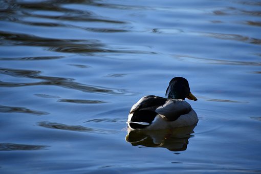 Free Duck Bird photo and picture