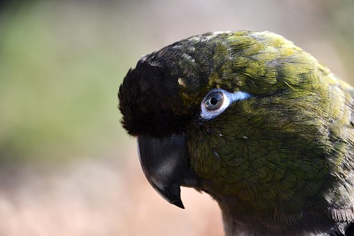 Free Parrot Nature photo and picture