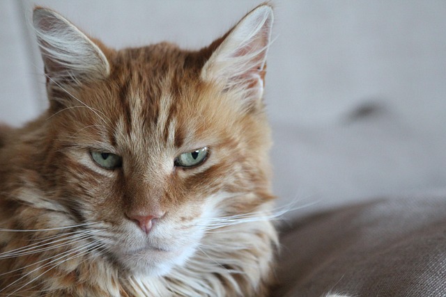 Free Cat Animal photo and picture