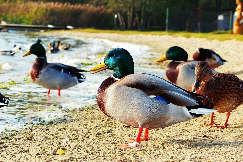 Bebek Teka Teki Silang Burung Air Foto Gratis Di Pixabay