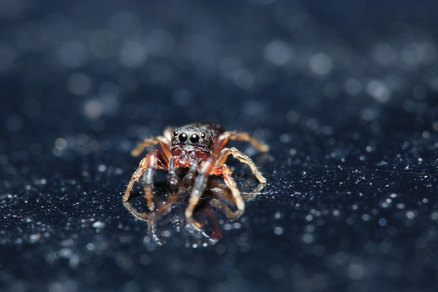 Free Jumping Spider Spider photo and picture