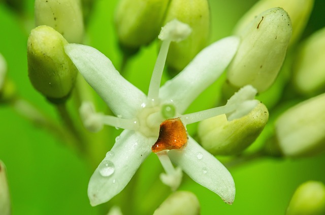 Free Plant Flower photo and picture