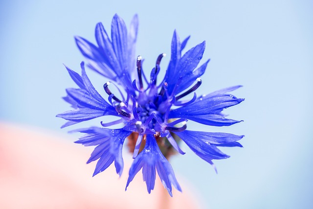 Free Flower Plant photo and picture