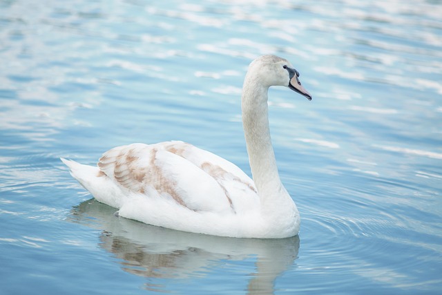 Free Swan Water photo and picture