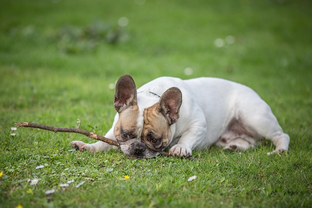 Free Dog Pet photo and picture