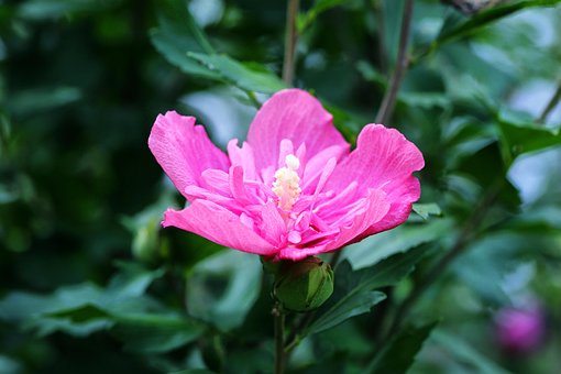 100以上の無料ムクゲ 花画像 Pixabay