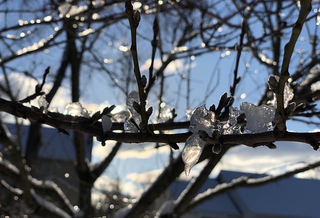 Free Ice Branch photo and picture