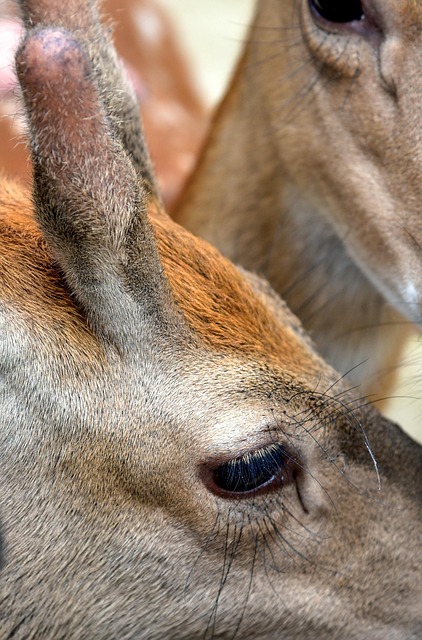 Free Deer Wild Nature photo and picture