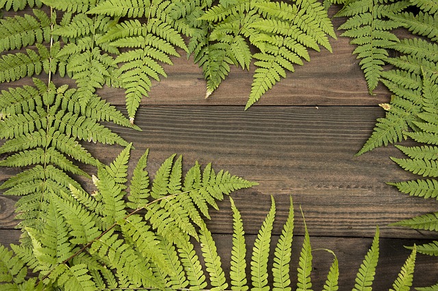 Free Fern Cool Backgrounds photo and picture