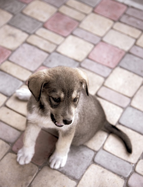 Free Puppy Dog photo and picture