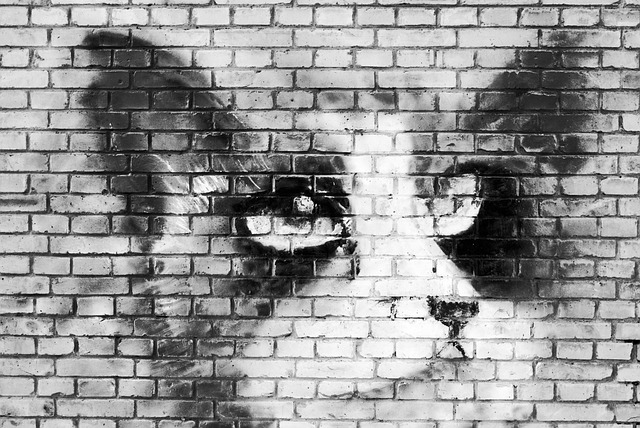 Free Cat Wall photo and picture