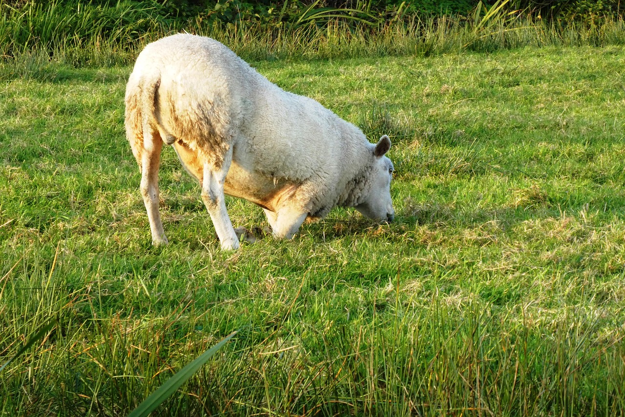 Sheep Rotkreupel Sick Free photo on Pixabay Pixabay
