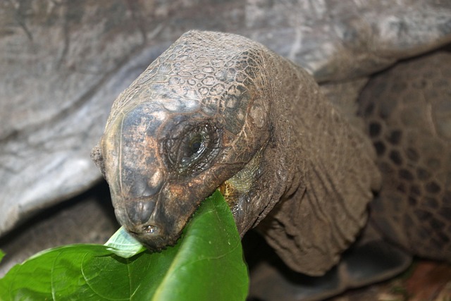 Skildpadde, Kæmpe Skildpadde