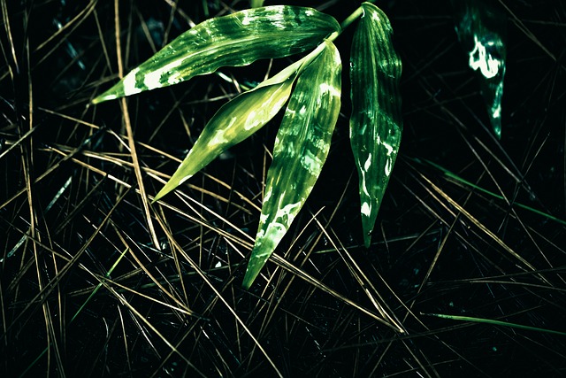 Leaf, Våd, Våde Blade, Natur, Våd Grøn