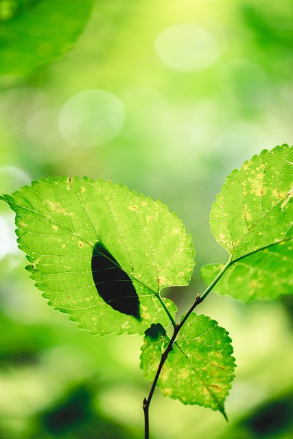 Leaf, Lys, Natur, Træ, Humør, Landskab