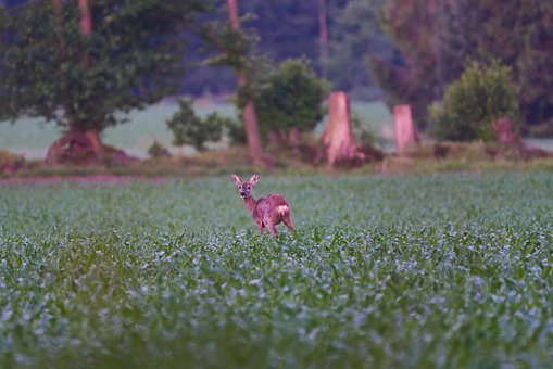 Free Deer Wild Animal photo and picture