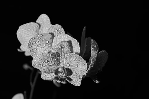 Free Flower Orchid photo and picture