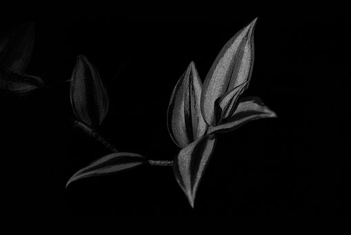 Free Flower Blossom photo and picture