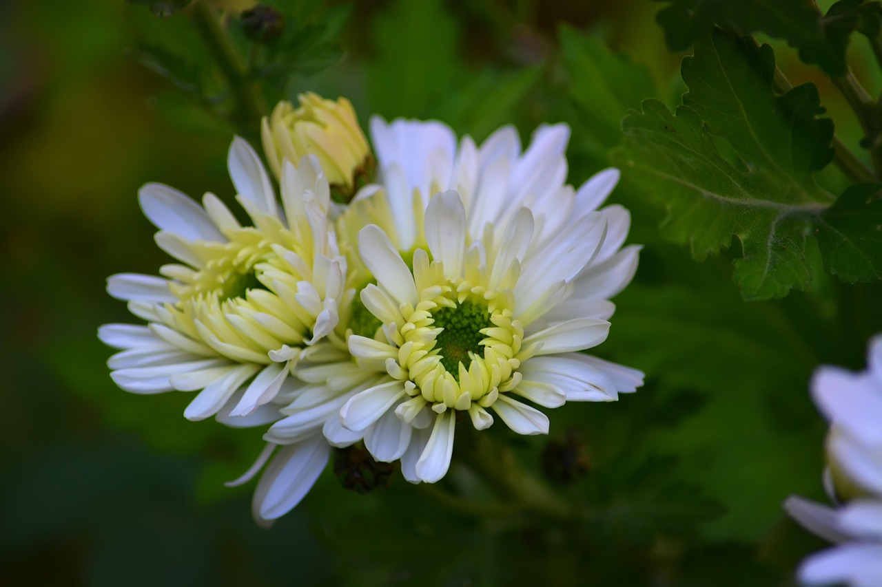Chrysanthemums Flowers Garden Free photo on Pixabay Pixabay