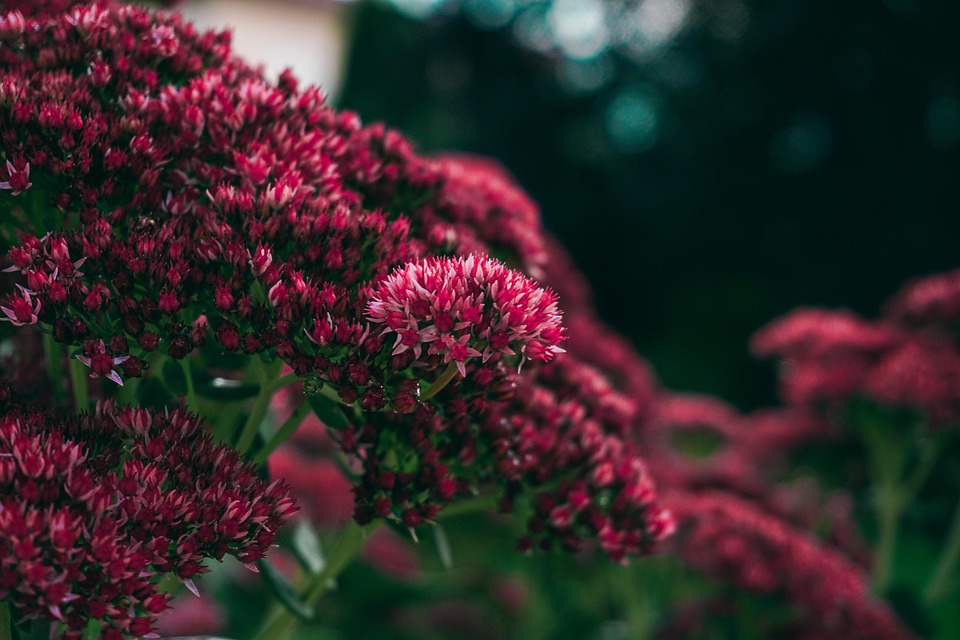 flowers-4584434_960_720.jpg