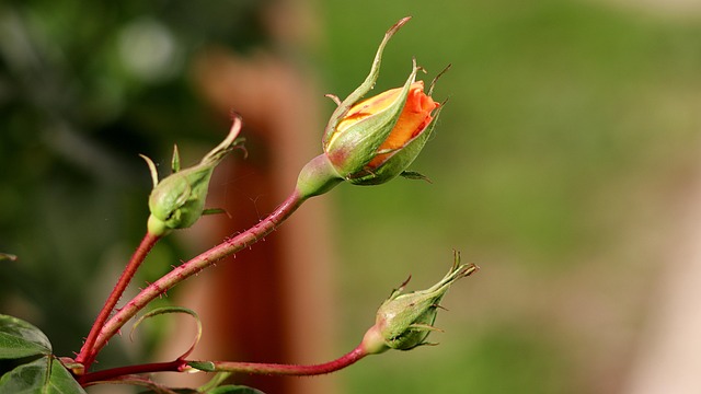 Free Rose Rose Flower photo and picture