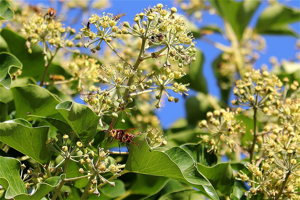Hornet Ivy Insects - Free photo on Pixabay - Pixabay