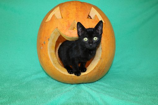 Katze, Halloween, Haustier, Kätzchen