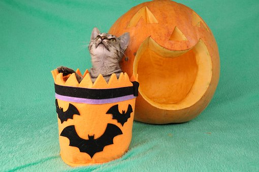 Katze, Halloween, Haustier, Kätzchen