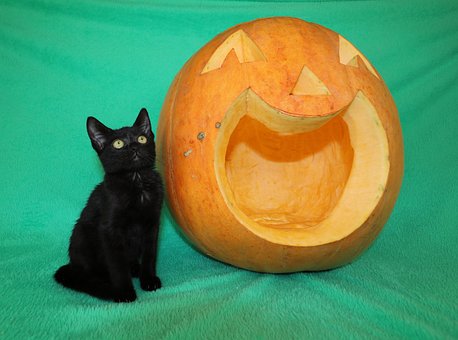 Katze, Halloween, Haustier, Kätzchen