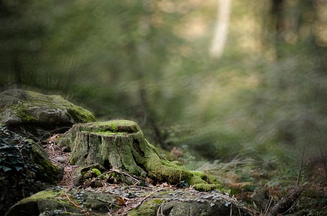 Free Magical Forest Light photo and picture