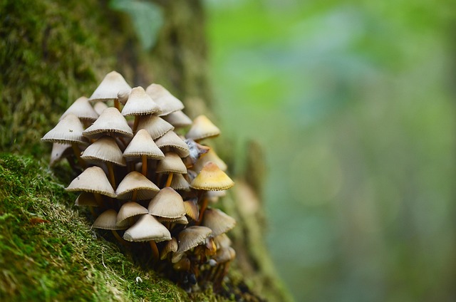 Bosque, Naturaleza, Otoño, Árbol