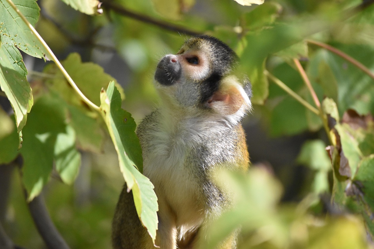 Types De Singes Mignons Dessin Anim Mignon De Singe Avec Une Grimace