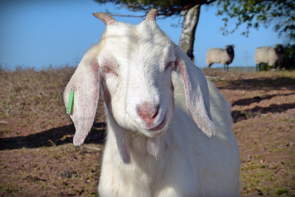 Kambing Bandot Tanduk - Foto gratis di Pixabay - Pixabay