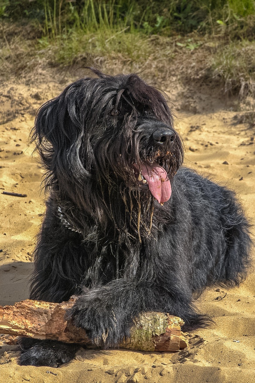 Sand Color Dog Dog Sand Animal - Free photo on Pixabay - Pixabay