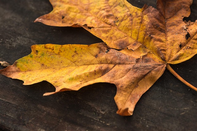 Free Leaf Dry photo and picture
