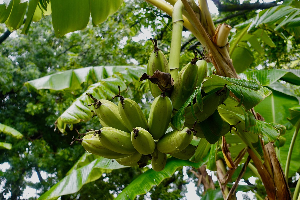 Tropical Banana Girl