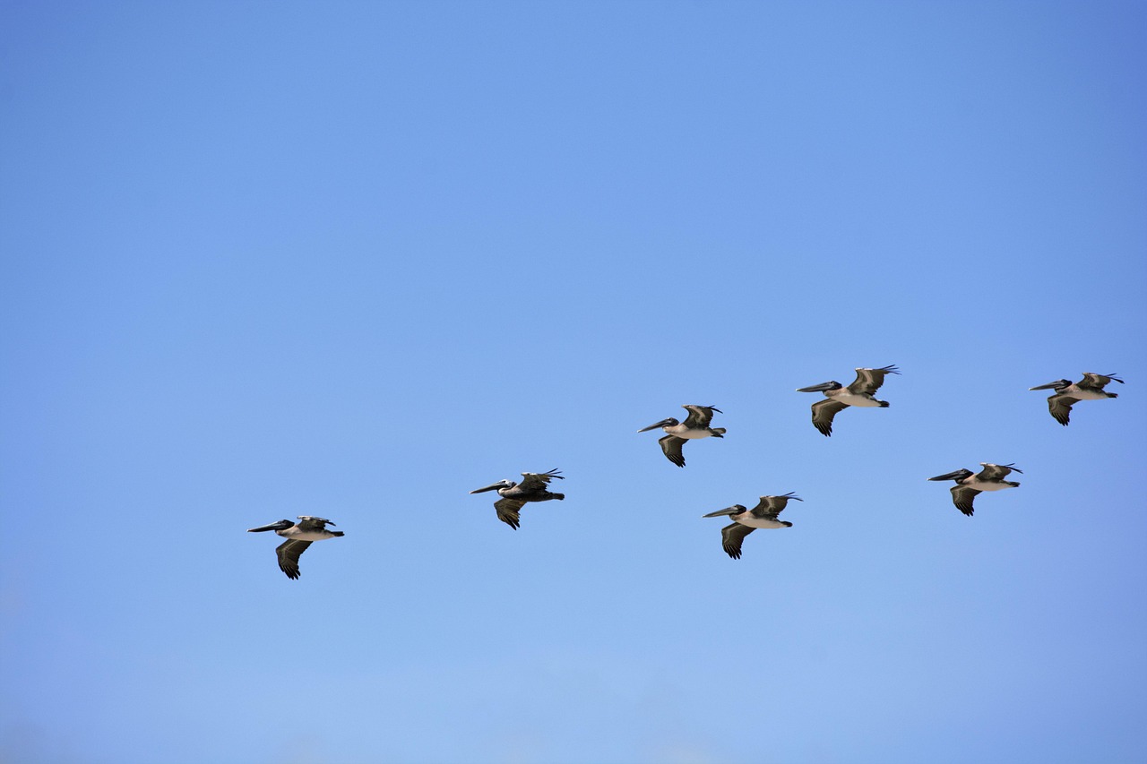 群れの飛翔のペリカン 形成 鳥 Pixabayの無料写真
