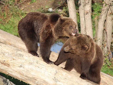 Free Bear Wildlife photo and picture