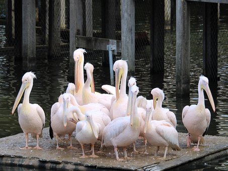 Free Flamingo Pink photo and picture