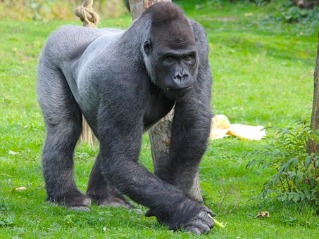 Free Gorilla Ape photo and picture