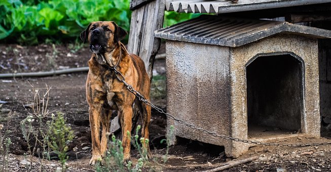 Free Dog Kennel photo and picture