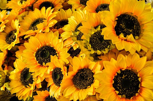 Free Flowers Yellow photo and picture