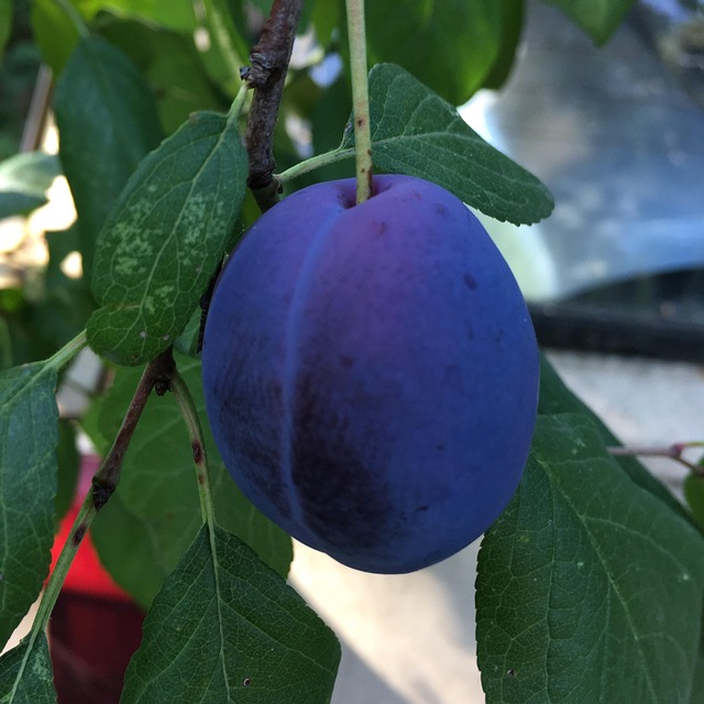 Free Fruits Fruit photo and picture