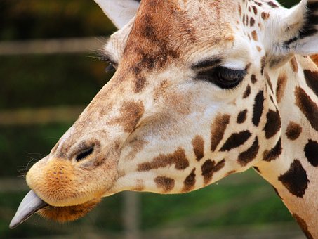 Free Giraffe Zoo photo and picture